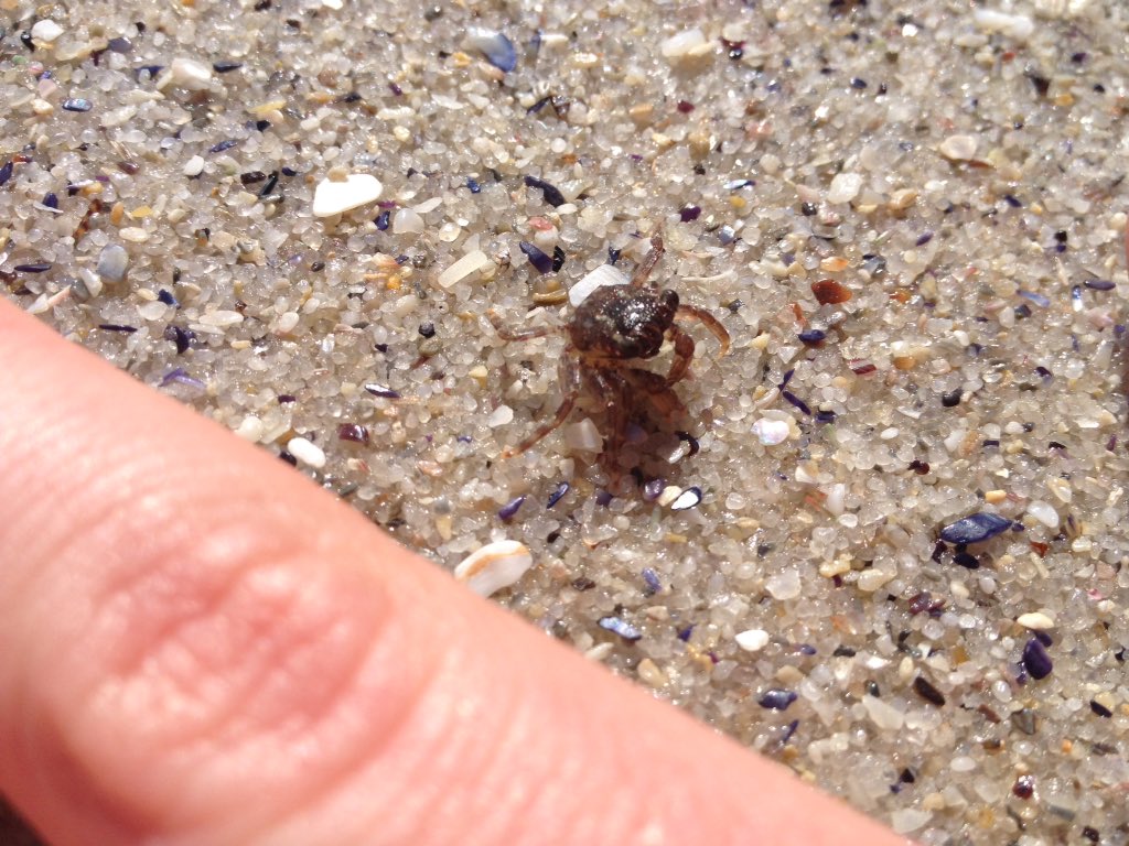 Thefaircape's tweet photo. I made the tiniest friend ever on a beach stroll. This little crab/ling is not much bigger than a few grains of sand. What a cutie! You might need to zoom to actually see him/her. https://t.co/vmepCCLefR