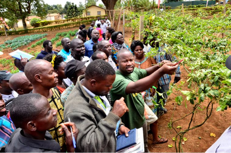 ntvuganda's tweet photo. Daily Monitor takes Farm Clinic to Serere. The National Semi-Arid Resources Research Institute (NaSARRI) in Serere, eastern Uganda, is going to be a beehive of activity this morning as the eighth Monitor Farm Clinic addresses the existing farming challenges at length #NTVNews https://t.co/Y68E95ZIU4