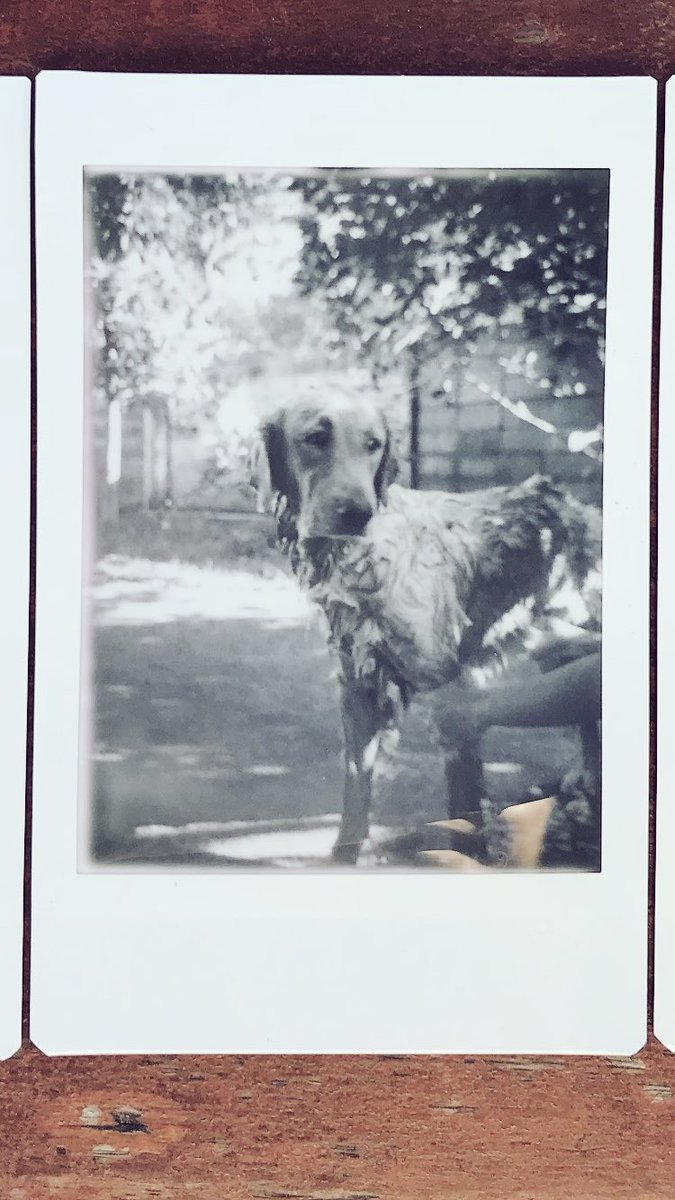 lomocrat's tweet photo. อาบน้ำ #dookdik #instax #monochrome #PhotographyIsArt #filmisnotdead #believeinfilm #instantflex #tl70 #dog #dogoftwitter https://t.co/58GG7zlSCh