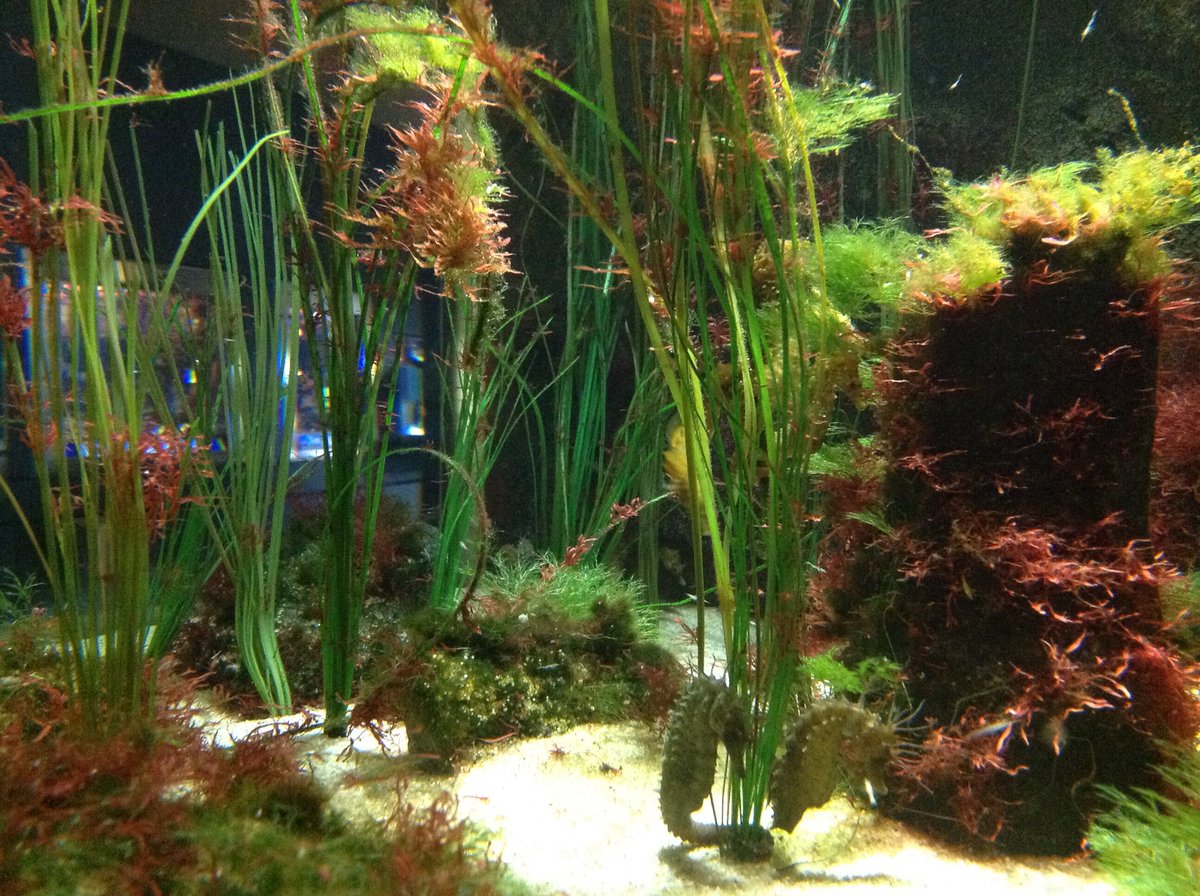 Ocean_Whisperer's tweet photo. Stephans #Meeresrätsel: Dass bei den #Seepferdchen die Männchen von den #Weibchen geschwängert werden, hat sich ja schon herumgesprochen. Daher diese #Frage: Was haben Seepferdchen mit den #Göttern zu tun? (Fotos aus #Multimar, Tönning) https://t.co/g7OZ8vjMVv