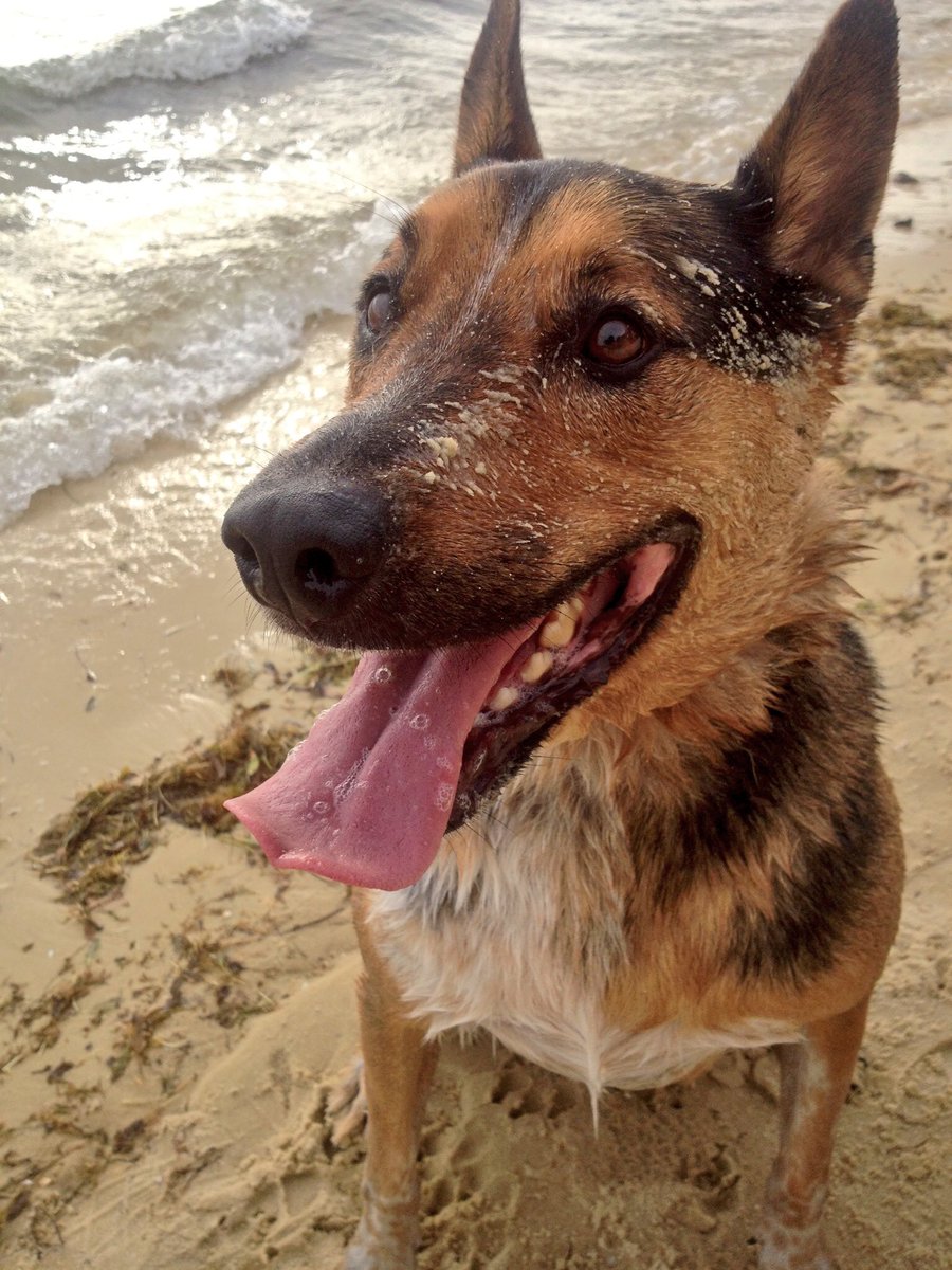 jryukich's tweet photo. Apparently I spelt it incorrectly last year, so...it's this guy's FURever home anniversary. #chopsdog #internationalchopsday https://t.co/TL2l274cRu