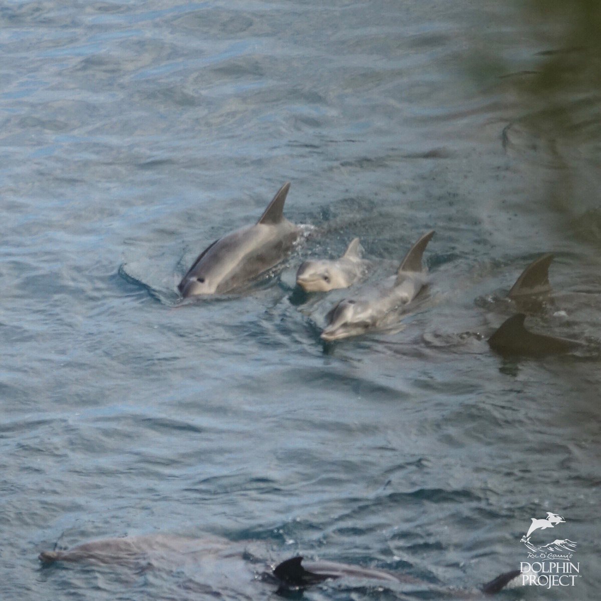 Dolphin_Project's tweet photo. Taiji: A mixed pod of about 26 dolphins was driven into the cove today. The pod consisted of rough tooth and bottlenose dolphins.10 dolphins were taken away for captivity & the rest were released. A full report of the day’s events can be found on Dolphin Project’s Facebook page. https://t.co/iwUcGyg2dG