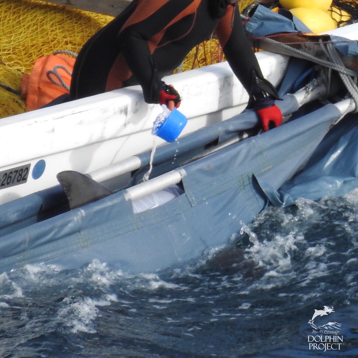 Dolphin_Project's tweet photo. Taiji: A mixed pod of about 26 dolphins was driven into the cove today. The pod consisted of rough tooth and bottlenose dolphins.10 dolphins were taken away for captivity & the rest were released. A full report of the day’s events can be found on Dolphin Project’s Facebook page. https://t.co/iwUcGyg2dG