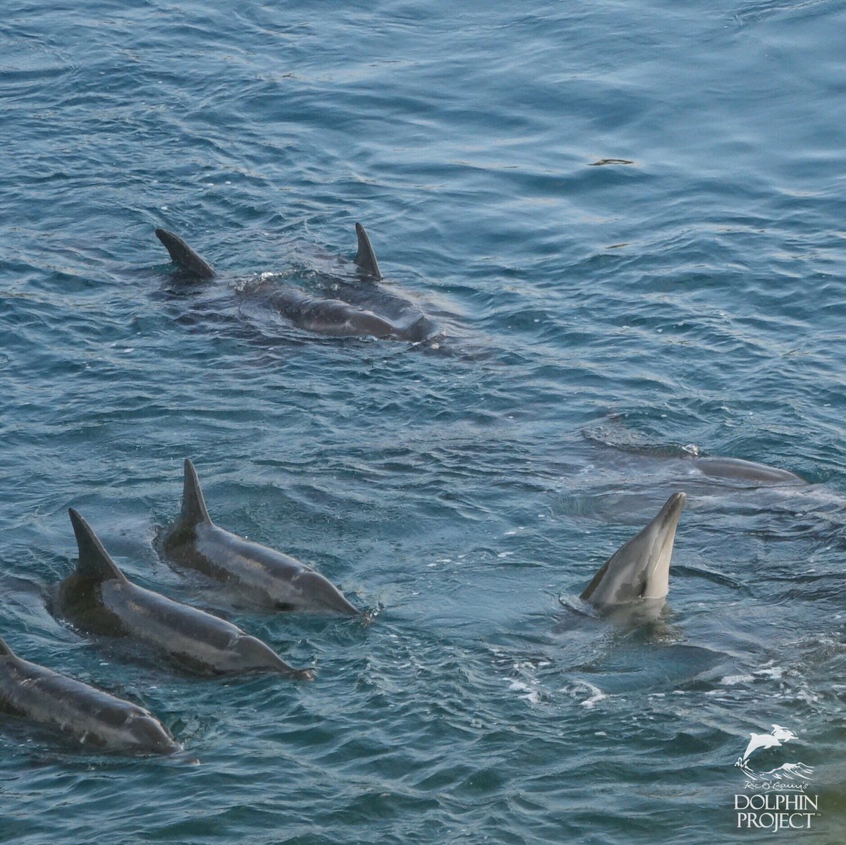 Dolphin_Project's tweet photo. Taiji: A mixed pod of about 26 dolphins was driven into the cove today. The pod consisted of rough tooth and bottlenose dolphins.10 dolphins were taken away for captivity & the rest were released. A full report of the day’s events can be found on Dolphin Project’s Facebook page. https://t.co/iwUcGyg2dG