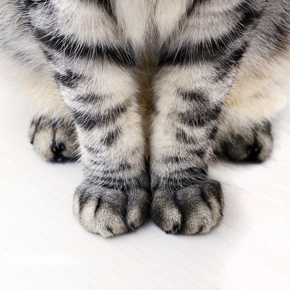 CGdrawing's tweet photo. Cat paw https://t.co/K9RIMdHAhE