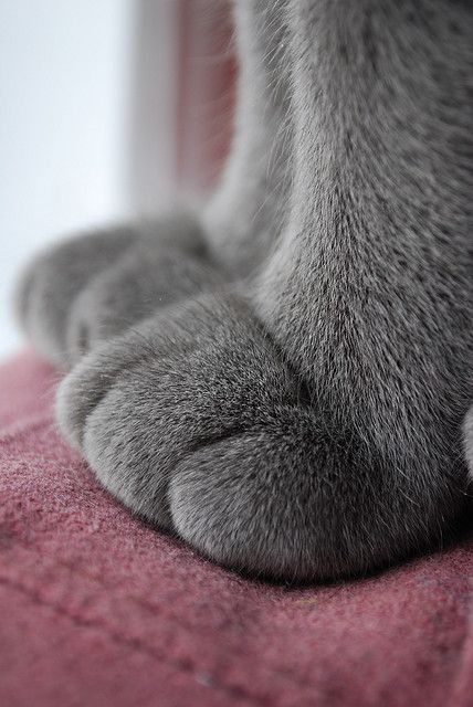 CGdrawing's tweet photo. Cat paw https://t.co/K9RIMdHAhE