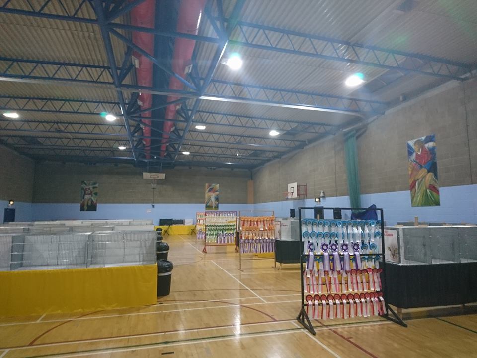 DappersForever's tweet photo. The calm before the storm that is the TICA show in Finglas Sport &amp; Leisure club. Cats to beat the band. We'll see you there. #cats #longhairedcats #baldcats #kitten #kitty #respectanimals https://t.co/31aU9xtUX2