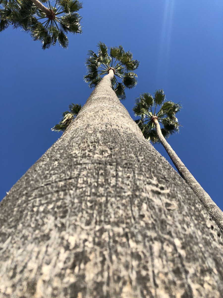 AzurVibes's tweet photo. A #tree lives by its roots. Change the roots and you change the tree. Change the trees and you change the forest. 🌴 https://t.co/QHZomZmfxV