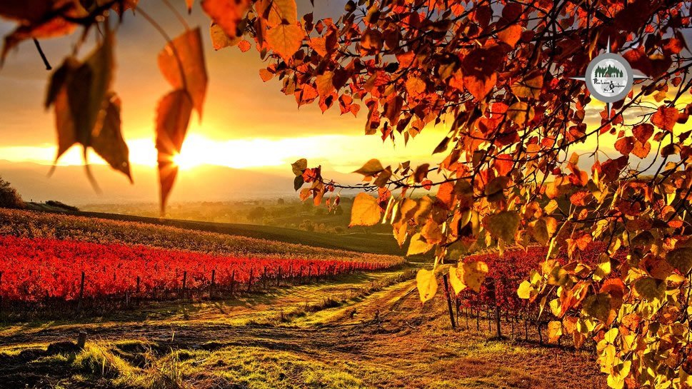 PusulasisGezgin's tweet photo. #makelightautumn #thisautumnlife #thatautumnmagic #sgiewautumn #chasingautumn #autumnishere #upandautumn #autumncolourliving #autumnwatch #openuptoautumn #autumndays #slowautumndays #autumnleaves #changingseasons #falltime #autumnlover #autumnmood #mystoryofautumn #aseasonalshift https://t.co/PdXu7PbAJz