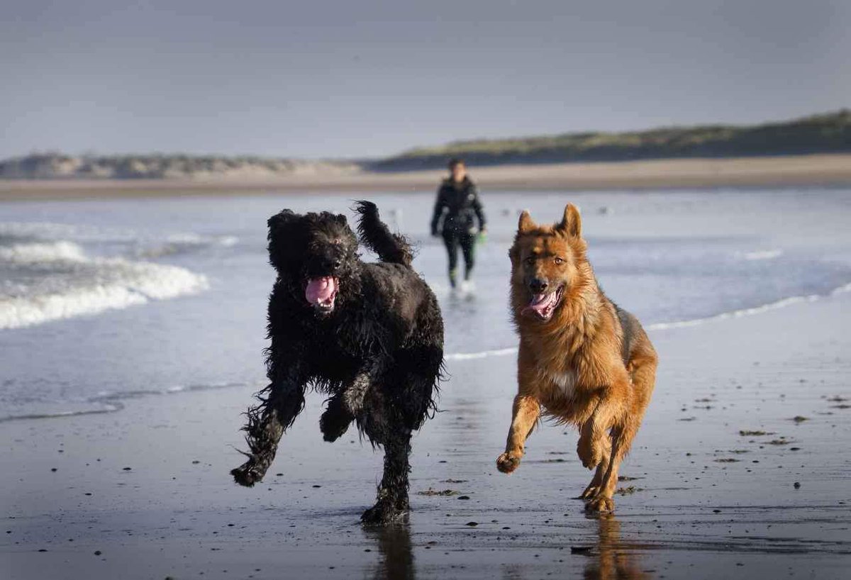 Yse_EducCanin's tweet photo. Free dog = happy dog !
#dog #dogs #happydogs #doglove #dogtraining #dogtrainer #educateurcanin #educationpositive #educationcanine #pet #dogplay #dogplaying #obedience #ilovemydog #doglife #chien #walk #nature #feelinggood #beach 
(merci à Emmanuel Bosteels pour les photos) https://t.co/NkxhtkbWz5