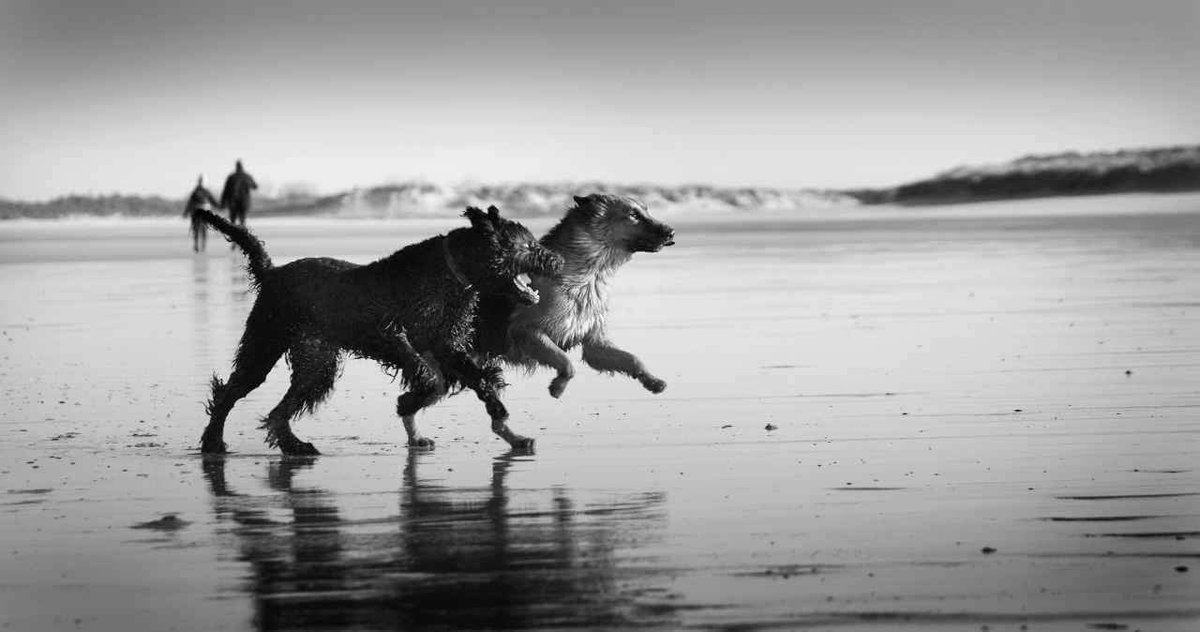 Yse_EducCanin's tweet photo. Free dog = happy dog !
#dog #dogs #happydogs #doglove #dogtraining #dogtrainer #educateurcanin #educationpositive #educationcanine #pet #dogplay #dogplaying #obedience #ilovemydog #doglife #chien #walk #nature #feelinggood #beach 
(merci à Emmanuel Bosteels pour les photos) https://t.co/NkxhtkbWz5