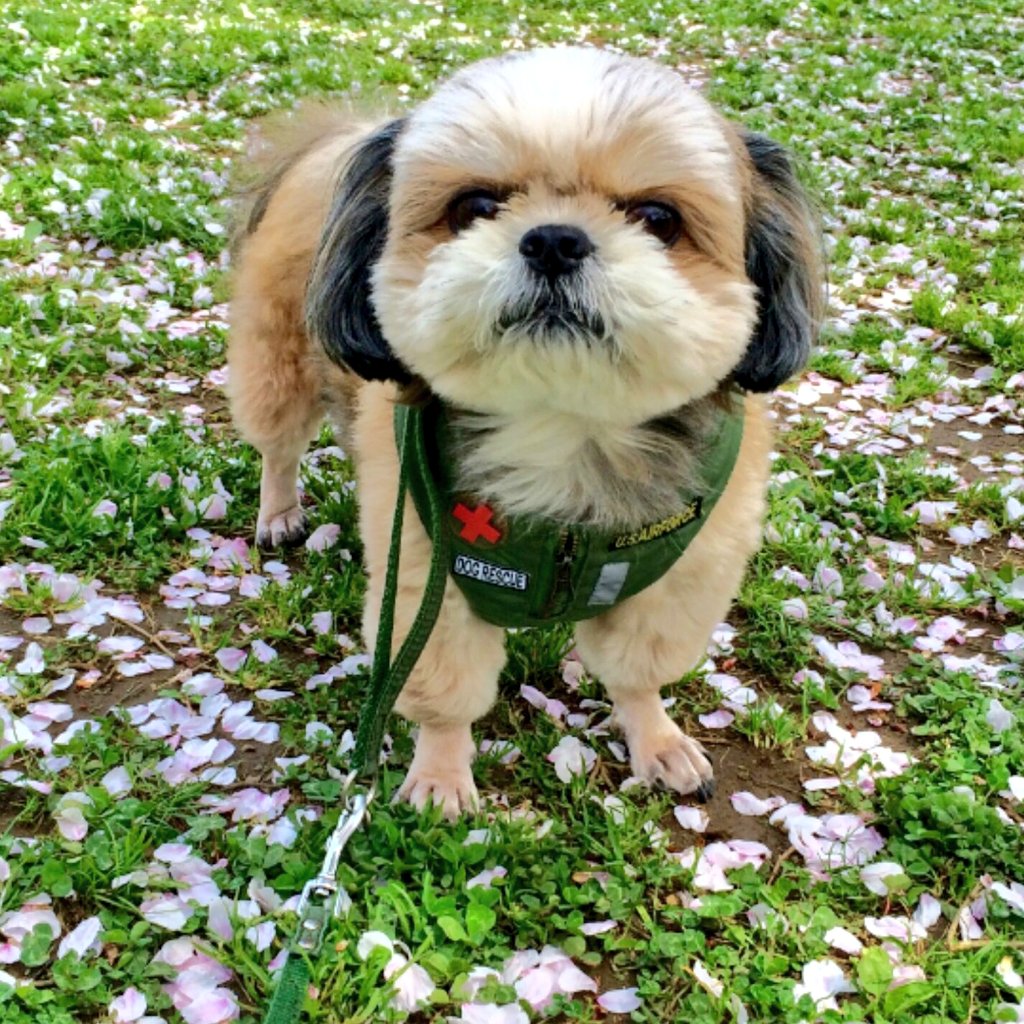 《本城》 tweet media