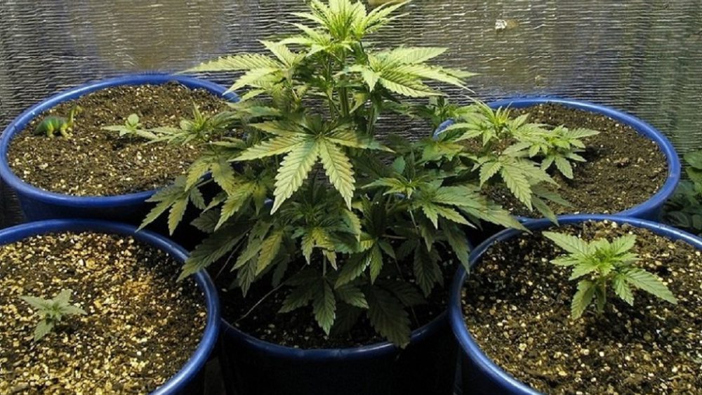 Смотреть как растет марихуана все для выращивания в комнатных условиях конопли