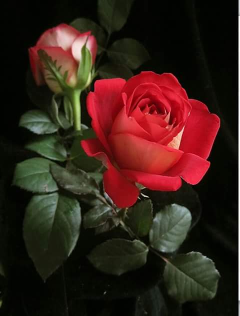 MramHi's tweet photo. @Fitfan123 https://t.co/SMq1nCHDL6