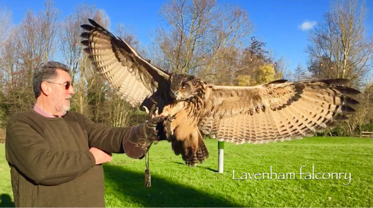 RaptorSolution2's tweet photo. Book an experience with Lavenham falconry for a two hour owl encounter for £60 and fly 4 amazing owls #Lavenham @lavenhamfalconry https://t.co/E3lEuiMdKO