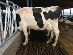 TStable's tweet photo. @Rippleview @JustinRDMV @dairycowfootdoc @CousineauAlbert @SaraPedersen3 Hello #ratemytrim team. What are your opinions on rubber in the feed alley? We are currently building and don't know whether to fit it! @kburgi2 @Davidrowe_1 https://t.co/9pKBikn3h5