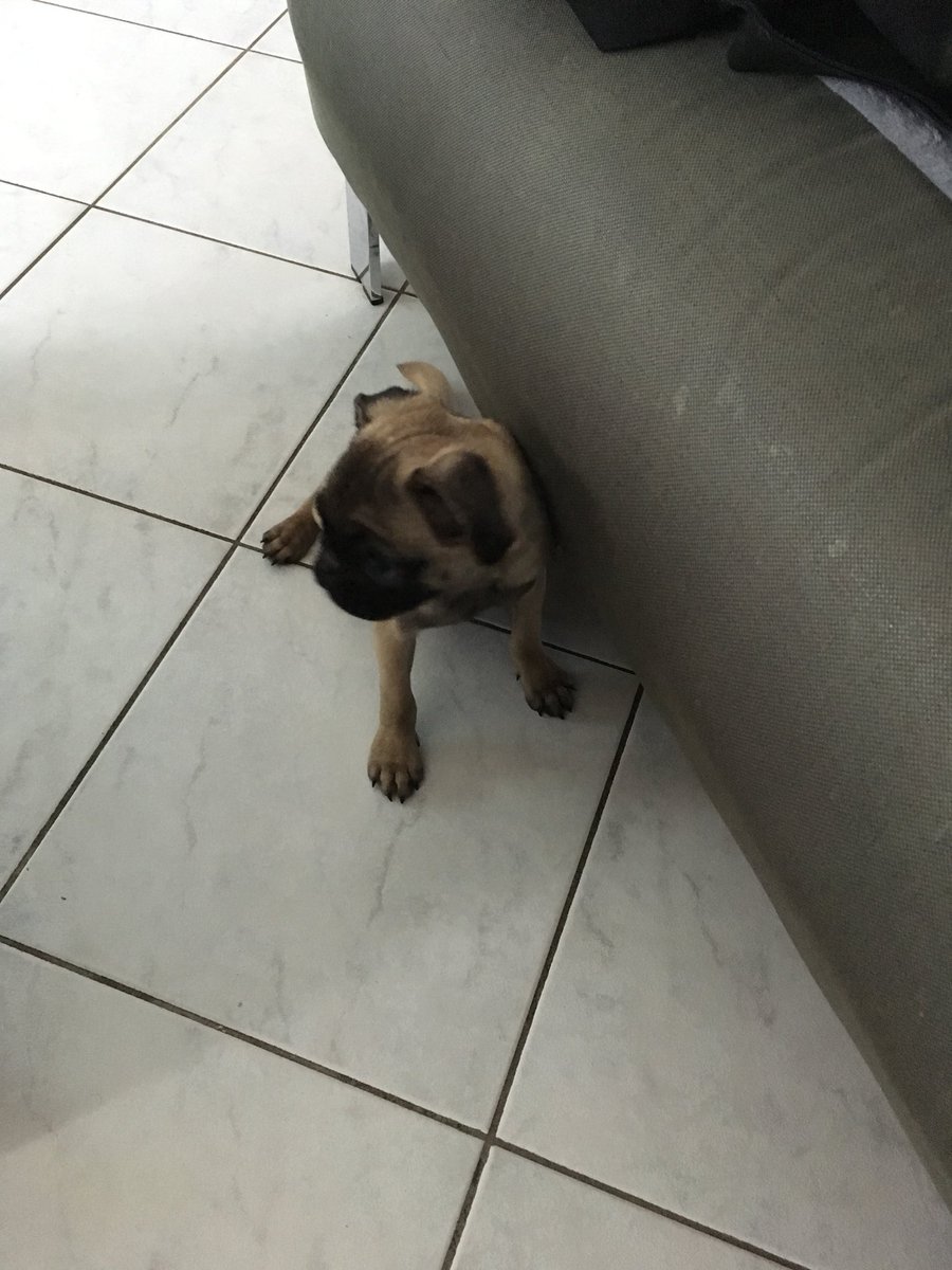 Julmaa_'s tweet photo. Best present ever! 😍 Welcome to the family Emma! #birthdaypresent #boyfriend #mops https://t.co/L4tBSc2gpH