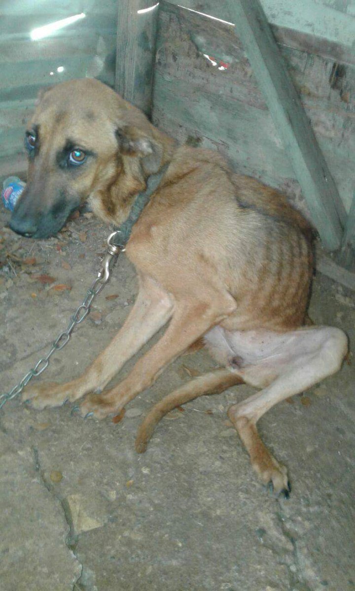 HavenMobay's tweet photo. Found chained up and abandoned, now safe with us #rescuedogs #abandoned  #safe #animallovers #animalangels #thoseeyes #learntotrust https://t.co/AKVEJ9vrHM