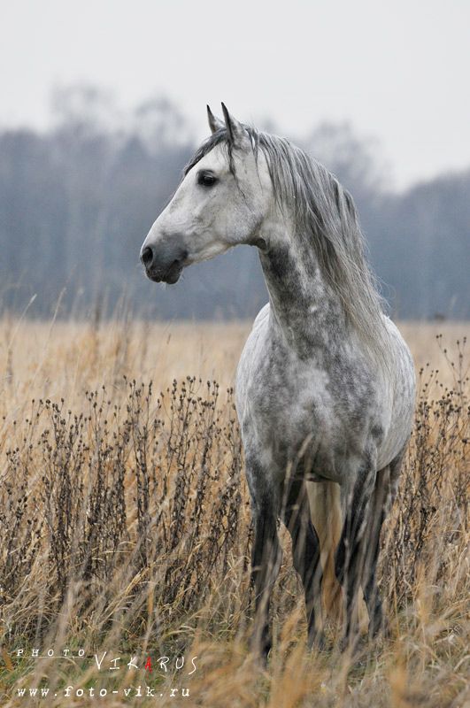 WorldofEquines's tweet photo. Orlov Trotter Horse #Equine #Horses 💞 https://t.co/Kr689tYId9