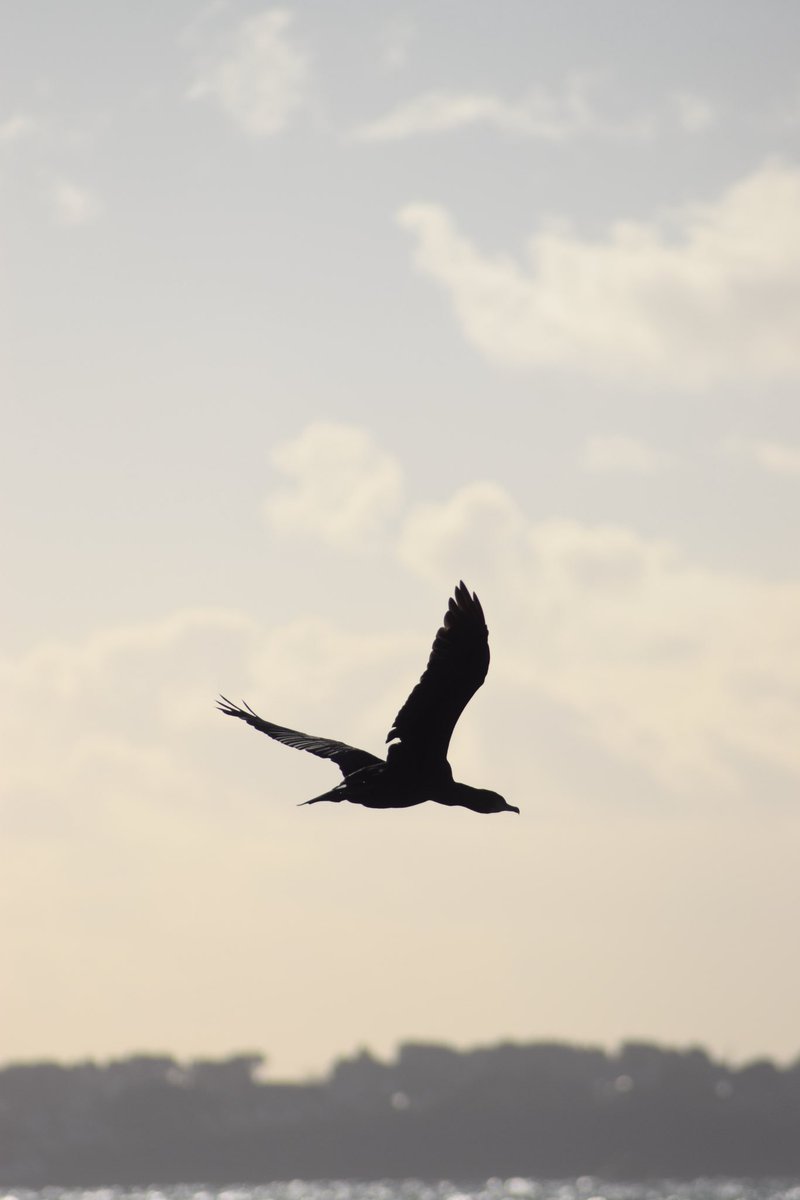MPBSandCO's tweet photo. Balade en bord de mer #Bretagne #ploeumeur #bird #photography https://t.co/V8IdAf25ZS