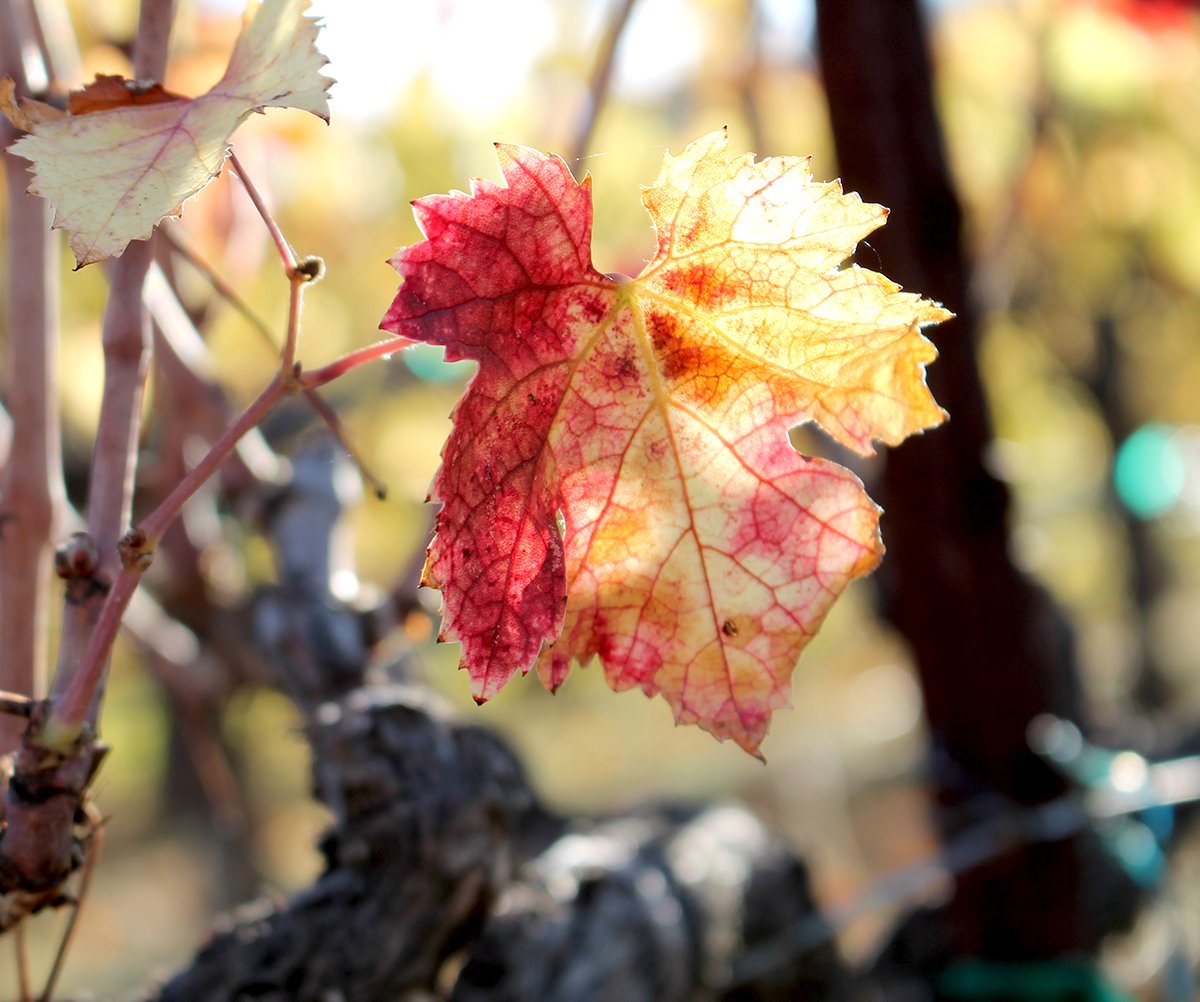 Morning from Napa Valley.  #vineyard