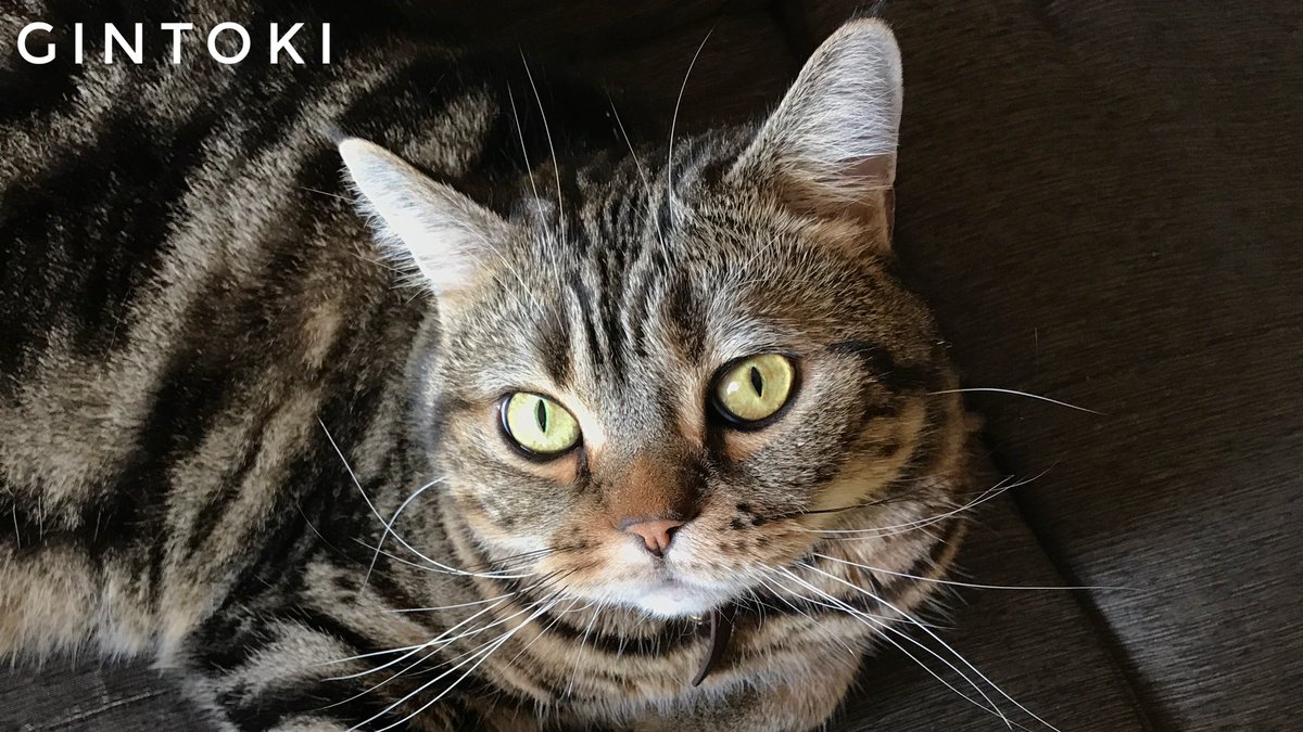 Beluga99's tweet photo. 今日の銀ちゃん❤️
☺️あら、男前💘💘💘
#猫 #ねこ #ネコ #cat https://t.co/Fce3Tu7Zku