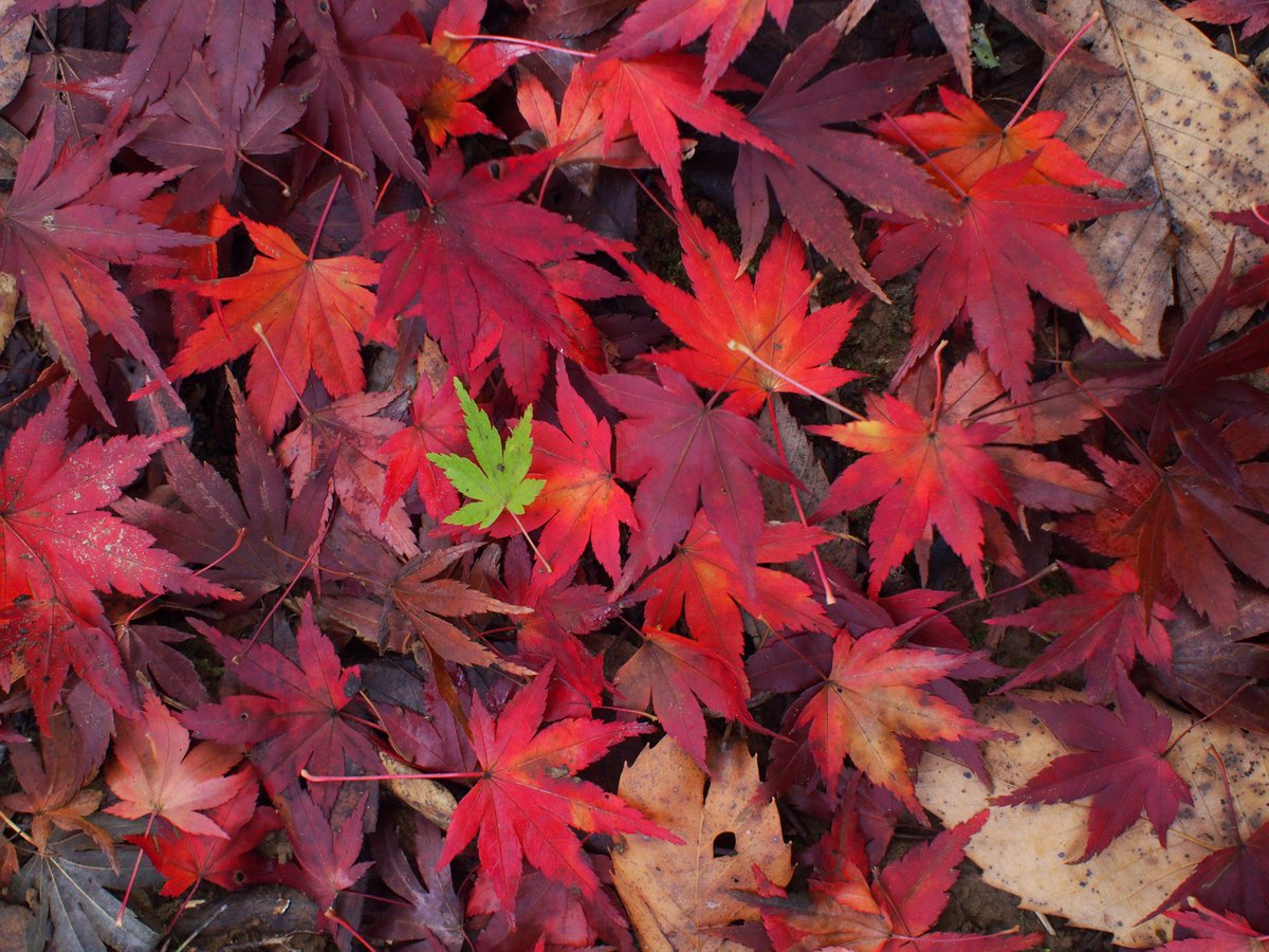 edorintarou's tweet photo. #PHOTO #Photography #ファインダー越しの私の世界 #写真で伝えたい私の世界 #秋 #紅葉 #Red #Momiji #Autumn #nature #colorful #greentored #greentoyellow #Japan https://t.co/QLhWY8lqma