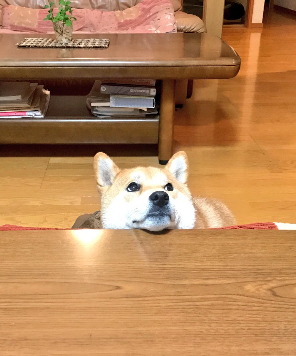 maisama's tweet photo. 最近家に帰ってくるの毎日22時過ぎてるからね。
おネムの時間だからね。
だからコタツの席は全部オラのもの！
なんか文句ある？ https://t.co/BkvMfcqecR