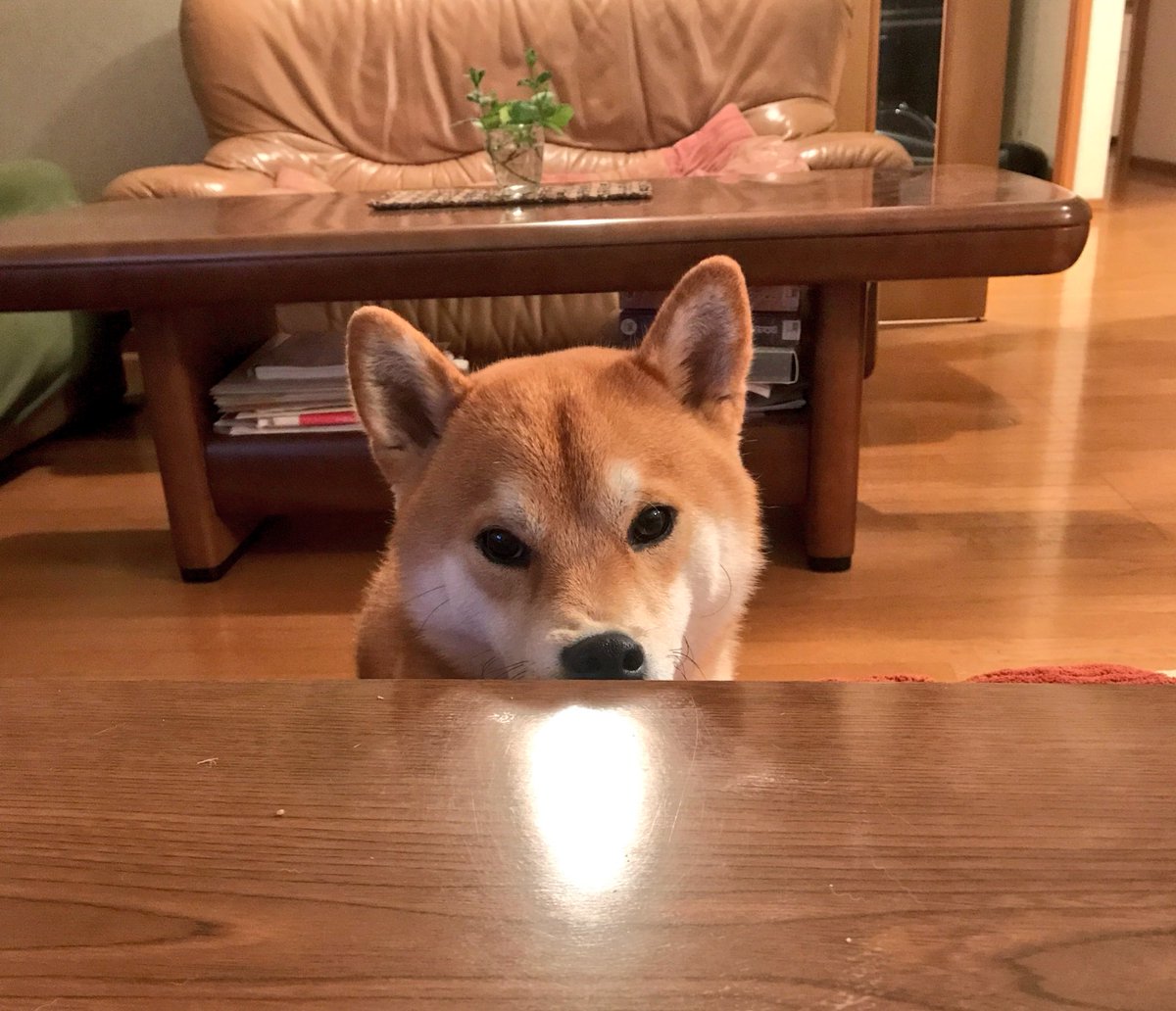 maisama's tweet photo. 最近家に帰ってくるの毎日22時過ぎてるからね。
おネムの時間だからね。
だからコタツの席は全部オラのもの！
なんか文句ある？ https://t.co/BkvMfcqecR