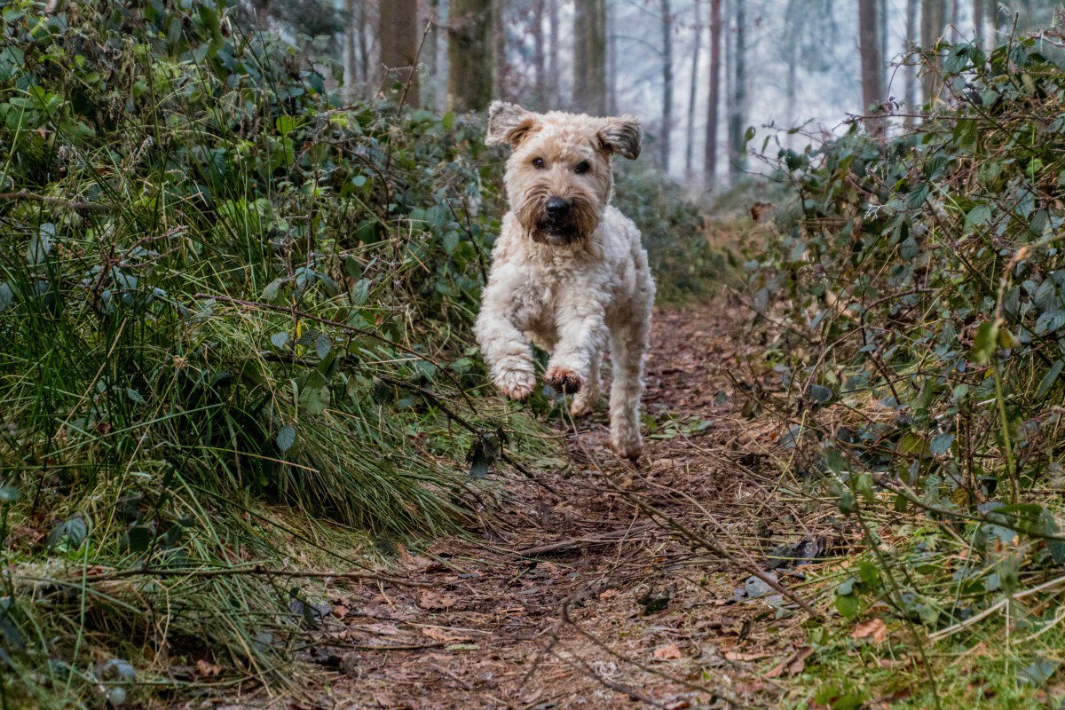 Agrofauna2's tweet photo. Perfecto #finde para disfrutar de la #naturaleza en buena compañia 🐶🚵‍♀️
#dogslovers https://t.co/zN1J1Kf4BJ