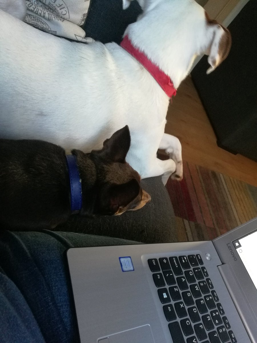 janmannell's tweet photo. Saturday DM catch-up with my two companions helping #DMSept17 #digitalmums #freedomseeker @DigitalMumsHQ https://t.co/cZXKVuKzRM