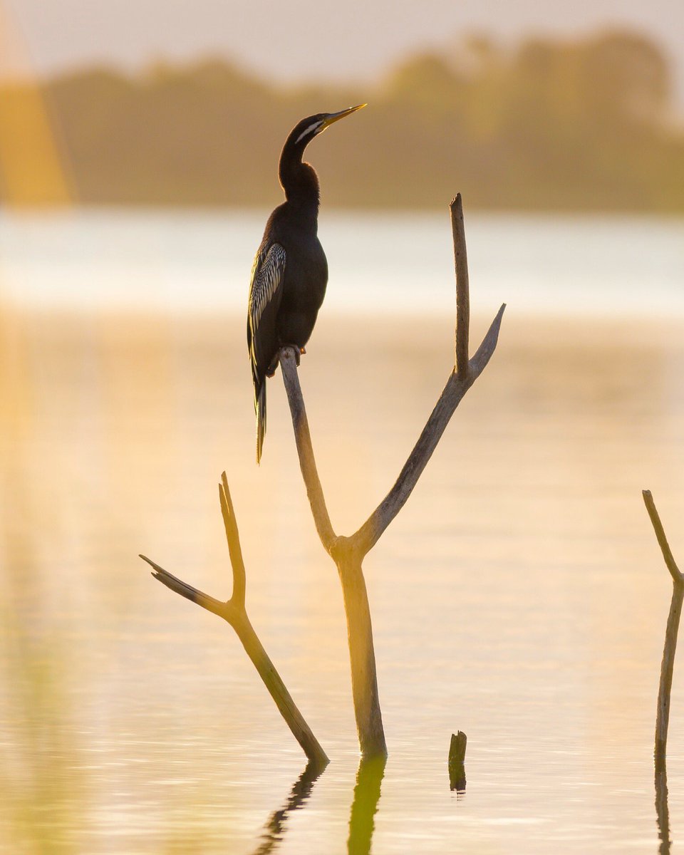 KyleRauPhoto's tweet photo. Sat watching this guy for over an hour. So peaceful. @CanonAustralia @Australia @Queensland @petermckinnon @visitbrisbane 

https://t.co/3rYgIF4UdC https://t.co/VosciPMCsI