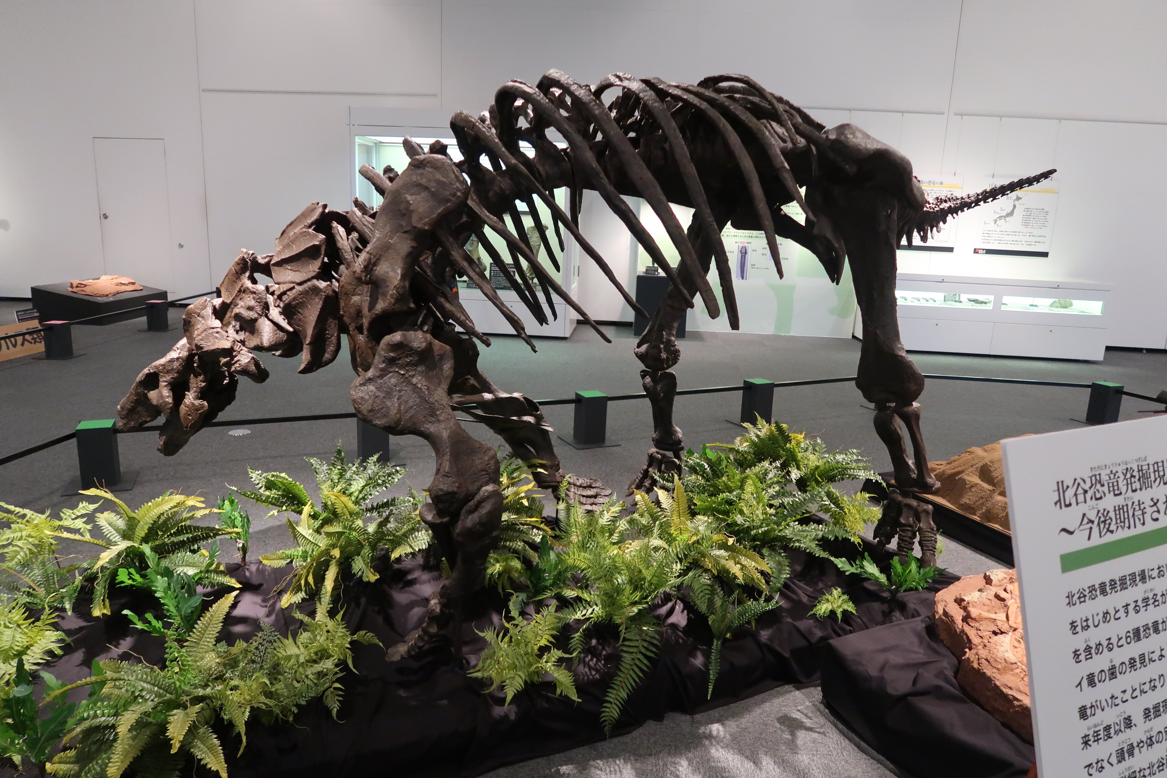 化石 恐竜 超大型 ノドサウルス類・エドモントニアの歯 高質で安価 51.0OFF swim.main.jp