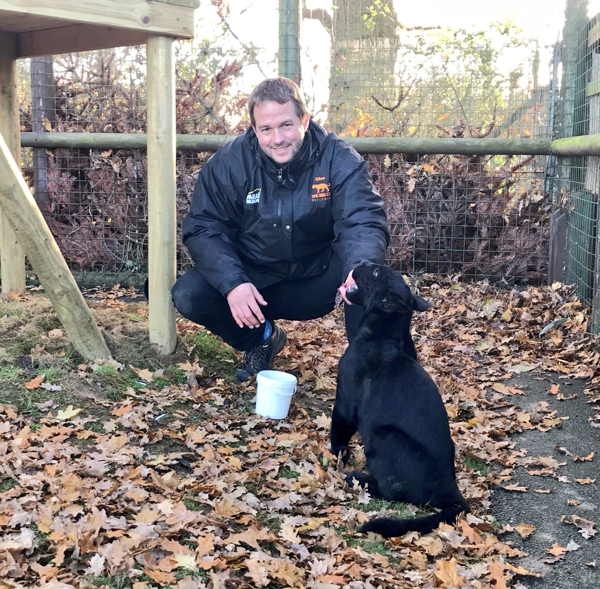 GilesClark78's tweet photo. Maya tries horse meat for the first time! 🥩 She seemed to like it! She’s already possessive of her food, and the bucket she managed to steal to play with too!! #mayathejaguar #dinnertime #cheeky #cub #jaguar https://t.co/kUMxGe2g9T