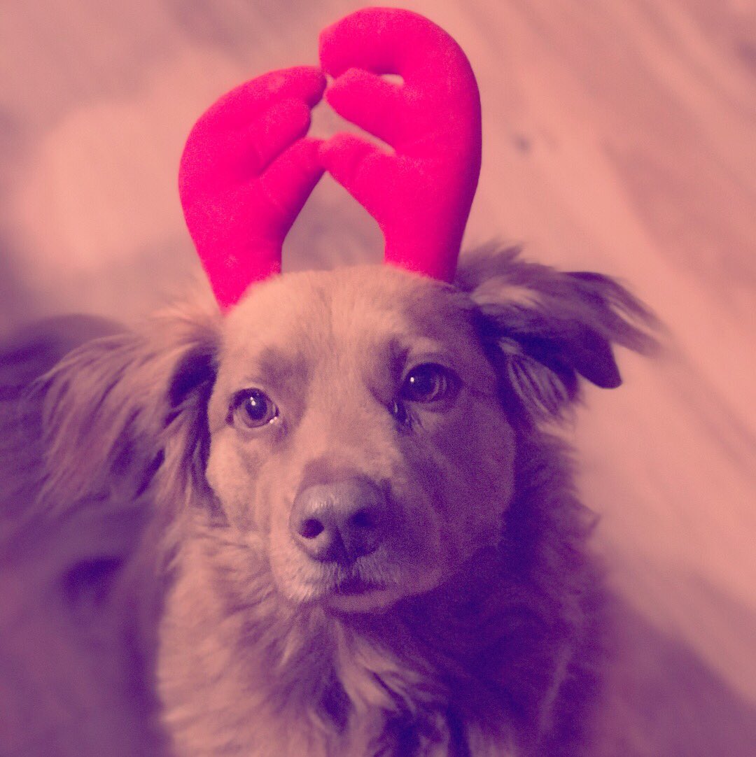 HofmanBDL's tweet photo. Wake up, Christmas season is here! #dogslife #ChristmasIsComing #COUNTDOWN #chocothemodeldog #saturdaymorning #reindeertribe #ThanksgivingWeekend #chocolates #family #love https://t.co/sbjzXog8aK