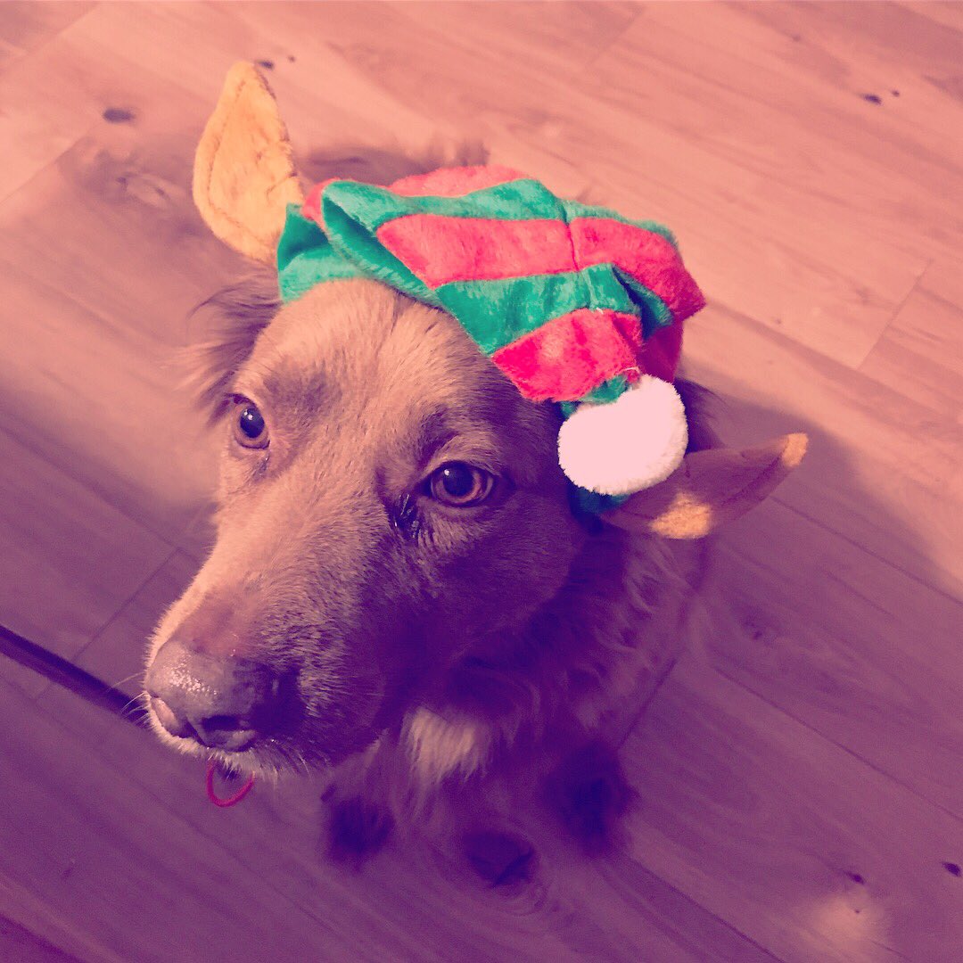 HofmanBDL's tweet photo. Wake up, Christmas season is here! #dogslife #ChristmasIsComing #COUNTDOWN #chocothemodeldog #saturdaymorning #reindeertribe #ThanksgivingWeekend #chocolates #family #love https://t.co/sbjzXog8aK