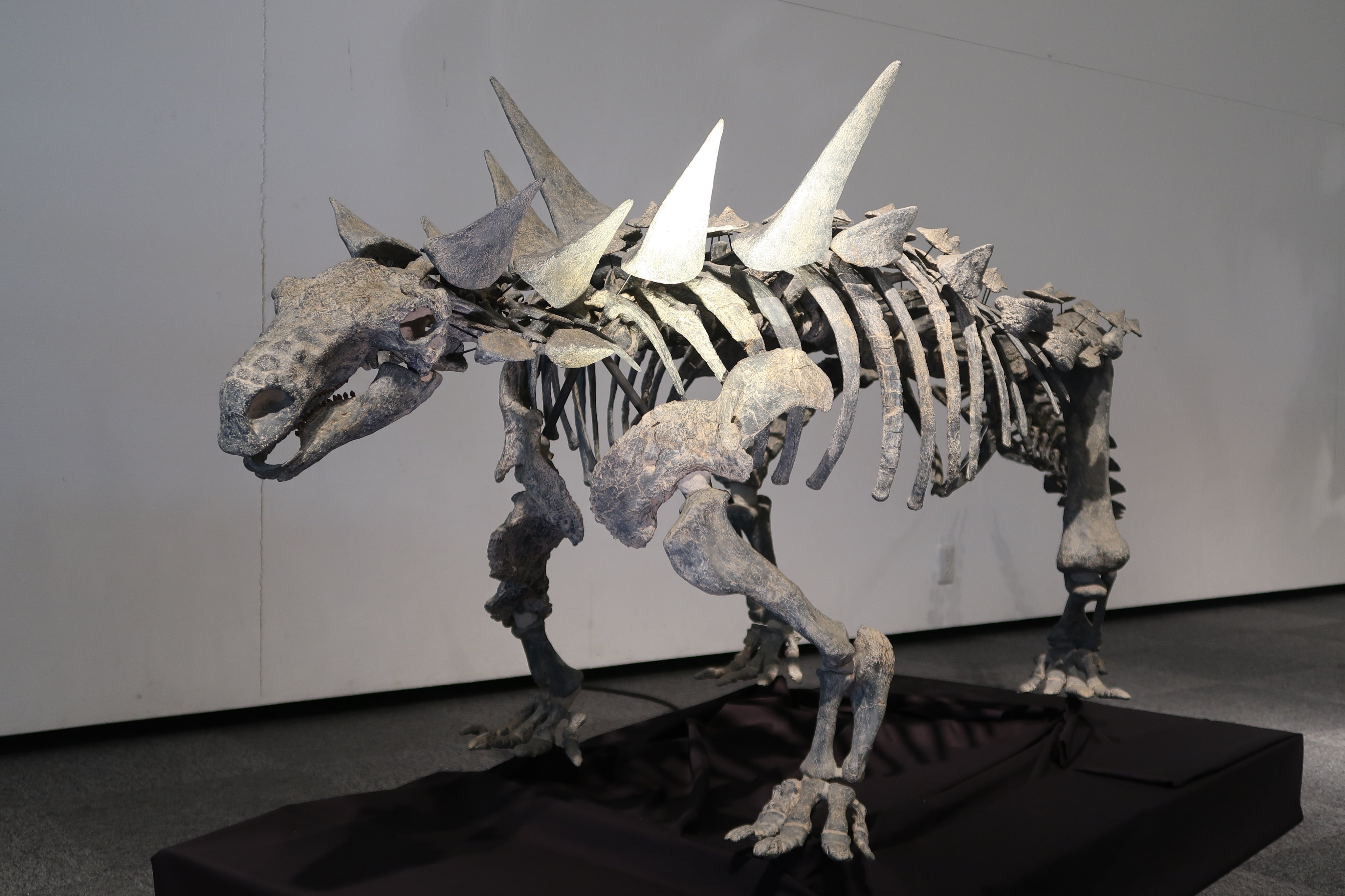 恐竜 化石 [DS293] アンキロサウルス 希少 レア 恐竜 化石 [DS293