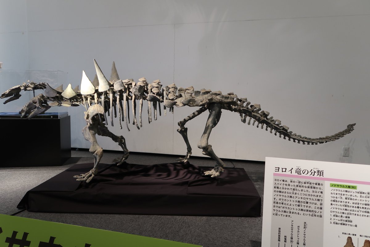 化石　恐竜　超大型　ノドサウルス類・エドモントニアの歯 化石 恐竜 超大型 ノドサウルス類・エドモントニアの歯