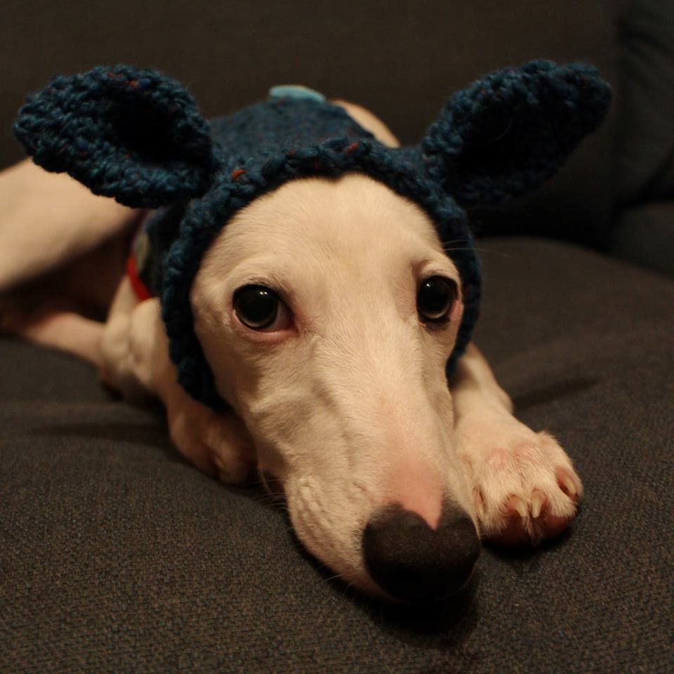 Wattonlib's tweet image. #rumminwhippet doesn't like the cold and with today's frost he Is feeling rather chilly.  so after much searching he found his warm winter hat! #whippets