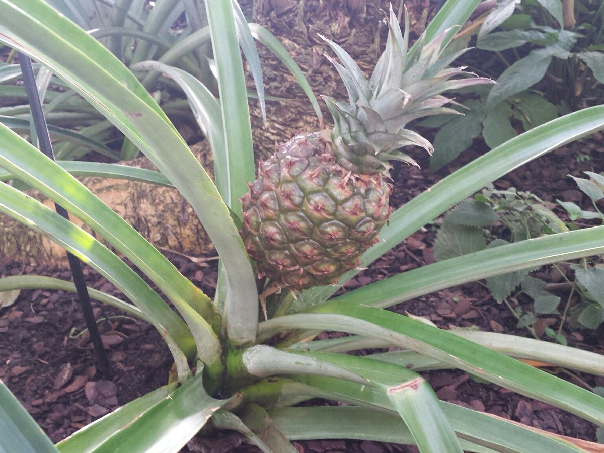 Not something you see everyday <a href="/obgha/">University of Oxford Botanic Garden and Arboretum</a> with <a href="/GroovySci/">Debs Cook</a>