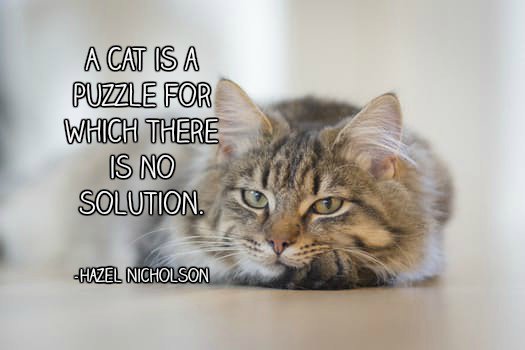Foggs_Metal's tweet photo. A cat is a puzzle for which there is no solution. -Hazel Nicholson #quote https://t.co/tEivfAymmD