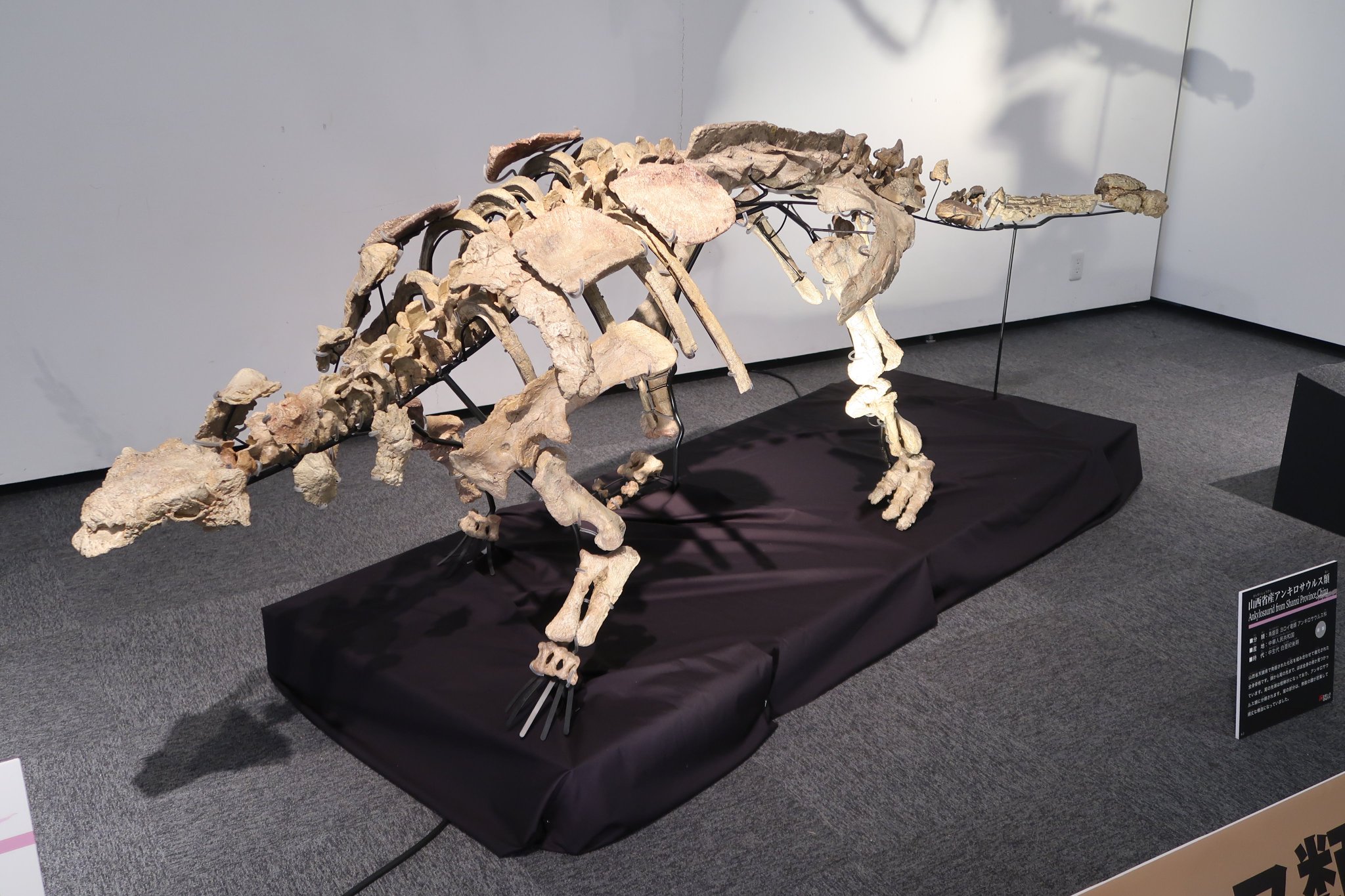 即納-96時間限定 化石 恐竜 超大型 ノドサウルス類・エドモントニアの