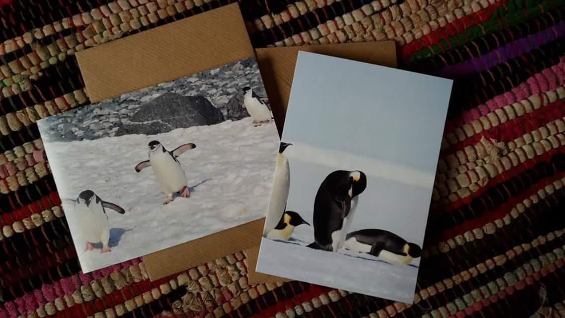 JoinCalAid's tweet photo. Why donΒ΄t you see penguins in Britain?
Because they're afraid of Wales!
See #CalAid penguins in your own home: https://t.co/RhFraMQ0zv https://t.co/FnWhD8Qmuf