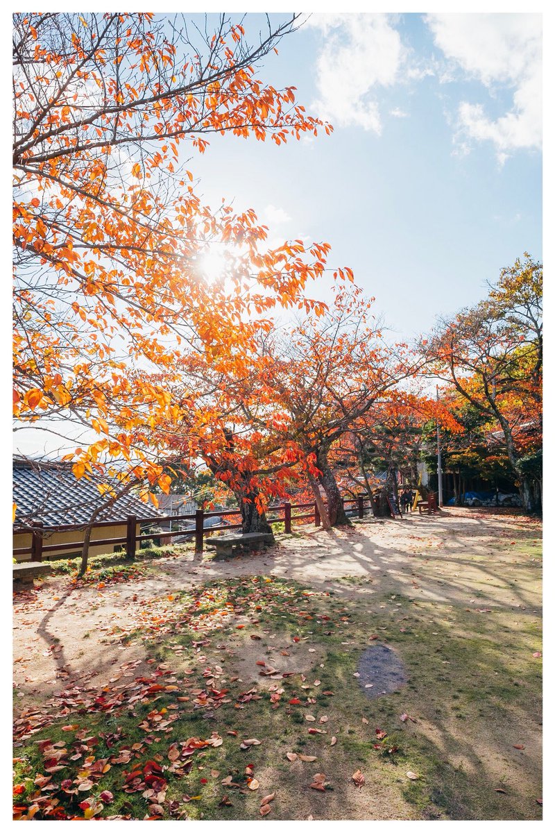 WB0_msy's tweet photo. 秋の尾道🍁
相変わらず綺麗だった(   ˙_˙   ) https://t.co/RRLfPoGkEW