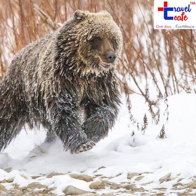 TravelCafe_'s tweet photo. It is not an easy life for a young grizzly bear. They are constantly foraging on a diverse diet of vegetation, fish, carrion and other sources of nutrition until it is time to sleep for the winter. https://t.co/szOBQY31og