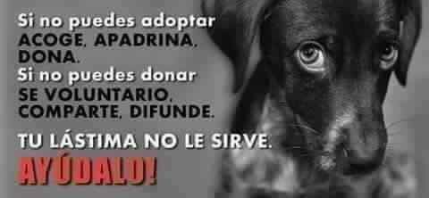 perezreverte's tweet photo. Si lleva usted un perro a casa esta Navidad, no compre. Adopte. Los refugios están llenos de perros traicionados. Recompensemos la lealtad que ellos dieron y que sus amos miserables les negaron. https://t.co/XXaESAZcAh