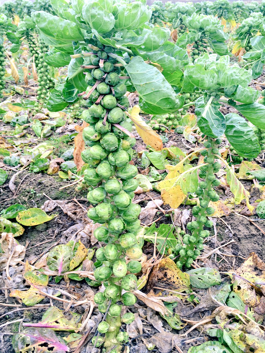 Biohoefe's tweet photo. Wer es noch nicht wusste: #Rosenkohl wächst an Palmen 🌴 und das im hohen Norden Deutschlands 😉. Die #Ernte ist reine Handarbeit und das bei jedem Wetter im #November. Unsere Blogger probieren es aus. Möglich machen es #DieDemos: Ökolandau zum Mitmachen! https://t.co/vuYBC862VN