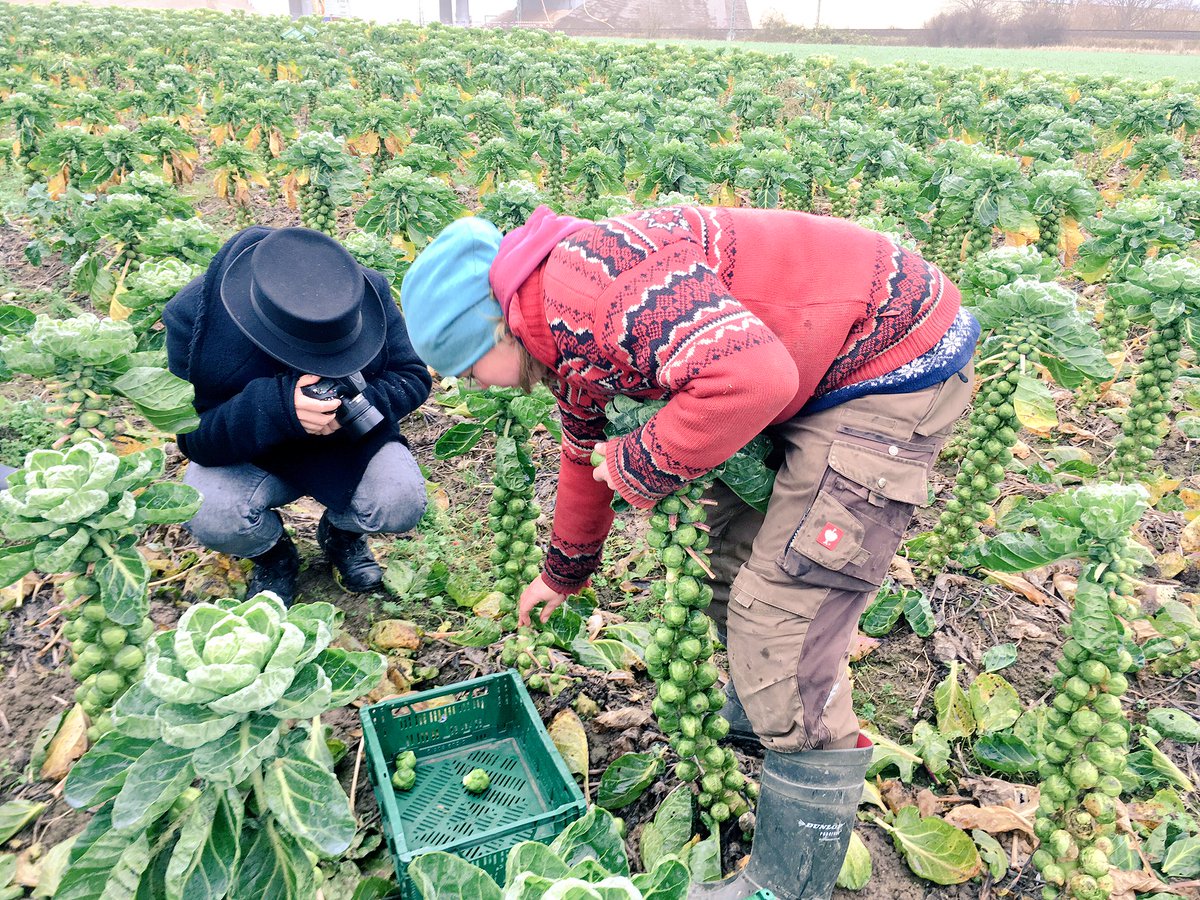 Biohoefe's tweet photo. Wer es noch nicht wusste: #Rosenkohl wächst an Palmen 🌴 und das im hohen Norden Deutschlands 😉. Die #Ernte ist reine Handarbeit und das bei jedem Wetter im #November. Unsere Blogger probieren es aus. Möglich machen es #DieDemos: Ökolandau zum Mitmachen! https://t.co/vuYBC862VN