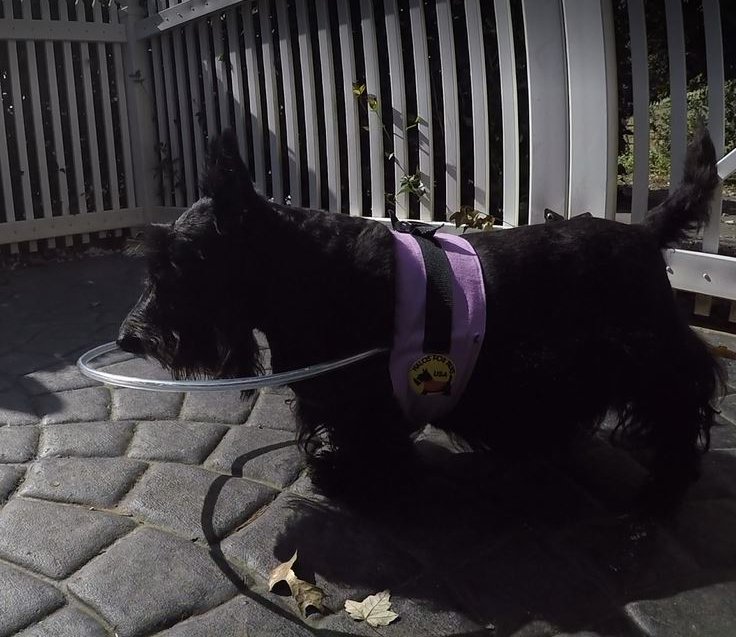 halosforpaws's tweet photo. Dogs don't care about Cyber Monday - they care about you. Get 20% off the total today when you order a Halo Vest AND our new Lightweight Halo Harness. https://t.co/TVfDRSJkkb #halodog #blinddog #cybermondayfordogs https://t.co/saUKdFysSS