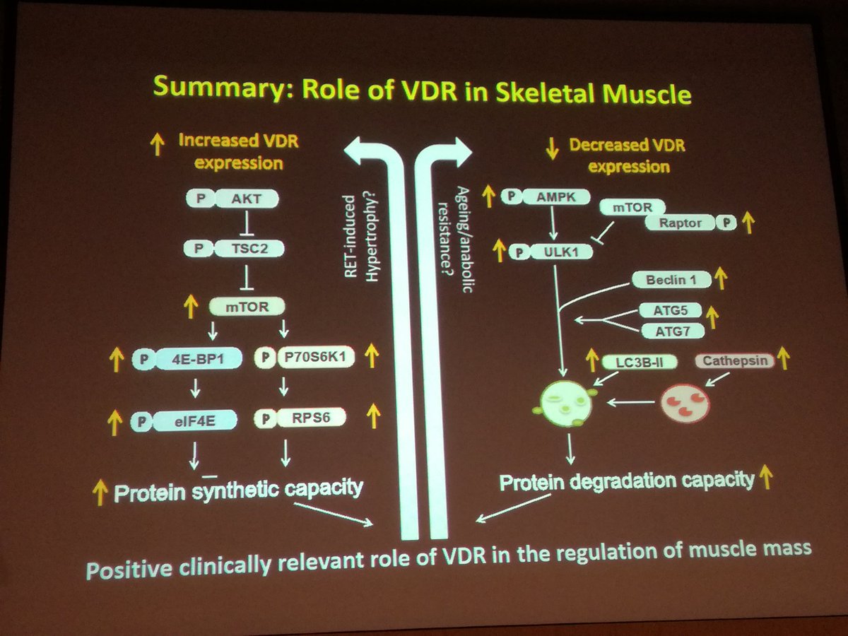 tomwilks444's tweet photo. Final summary slide on role of Vit D receptor in skeletal muscle by Phil Atherton #YLS2017 https://t.co/aEY9eV4dc5